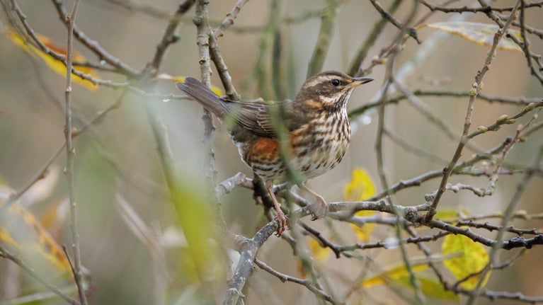 Redwing spotted at Gibside